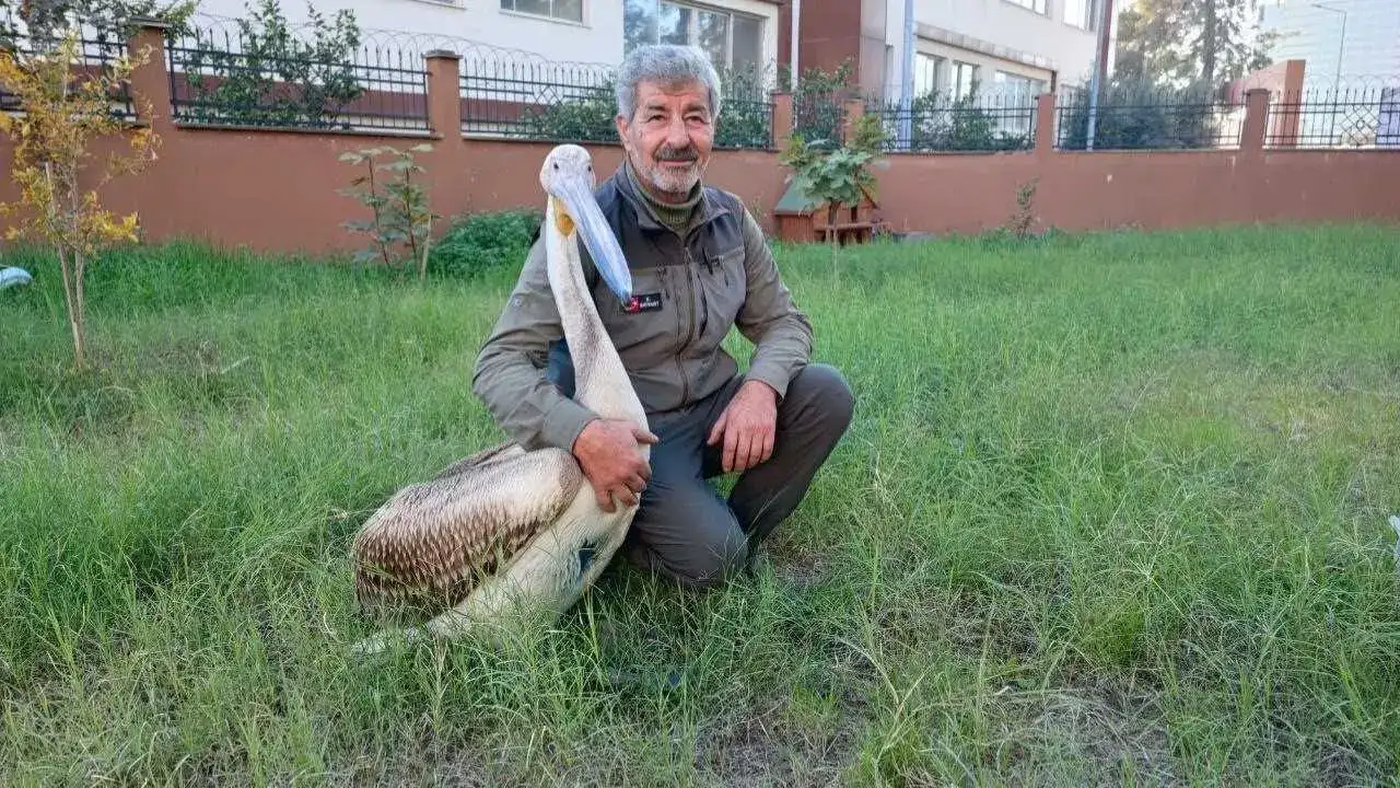 Adana’da Yaralı Pelikanın Tek Güvendiği Kişi Bakıcısı! 1